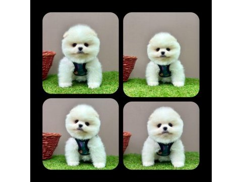 Erkek dişi pomeranian yavrular