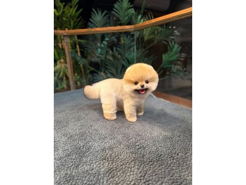 Safkan oyuncu kore pomeranian yavrularımız