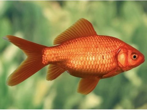 Oranda japon balığı