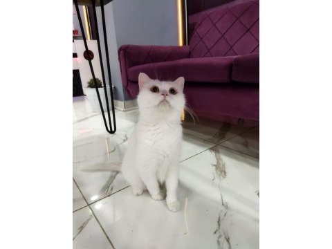 British shorthair & ns 11 silver (1.5 yaşında prensesler)