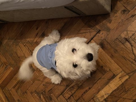 Terrier oğlumuzu sahiplendiriyoruz