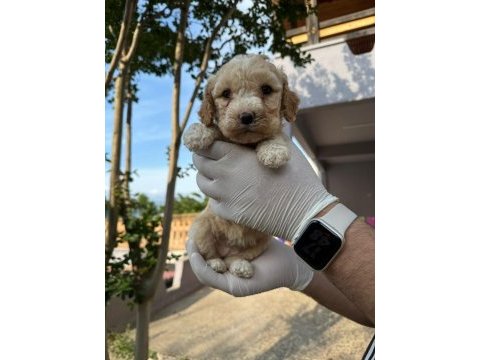 Maltipoo yavrular adrese gönderim ve kapıda ödeme vardır