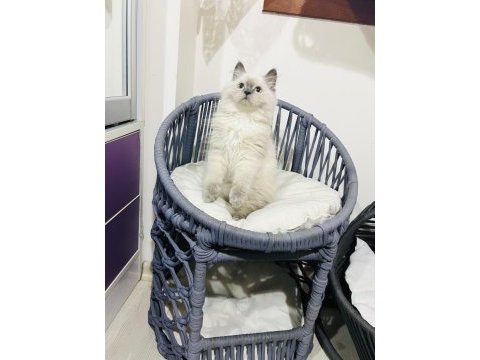 British longhair kedimiz