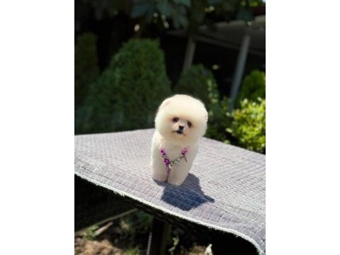 Sevimli pomeranian boo
