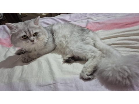 British longhair ücretsiz sahiplendirme