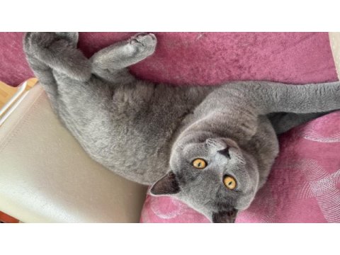 British shorthair kedimiz yekta yeni ailesini arıyor