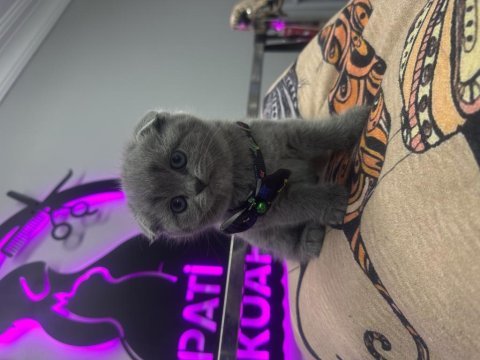 40 günlük dişi scottish fold yavrumuz