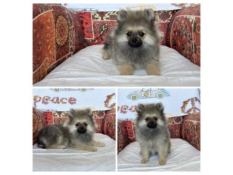 Pomeranian köpeğimiz