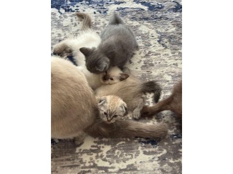 50 günlük lynx point blue point scottish fold ve cinnamon