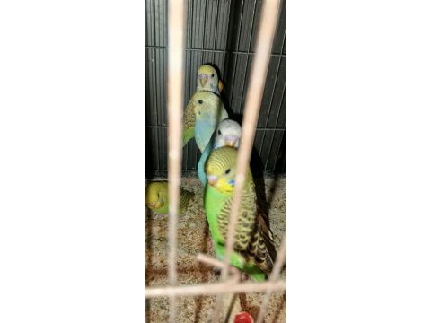 Yeni yeme inmiş muhabbet kuşu bebekler yavrular