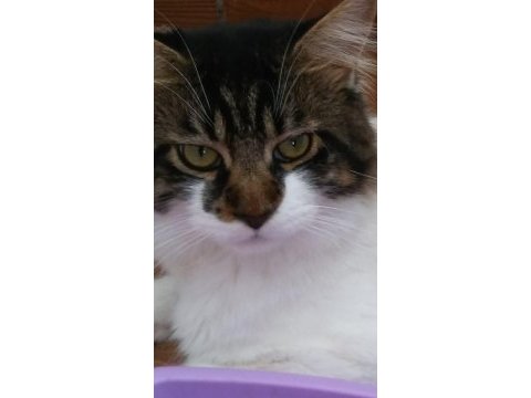 Main coon erkek kedimiz
