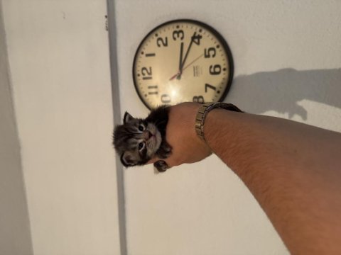 Dünya güzeli 3 bebek kedimiz