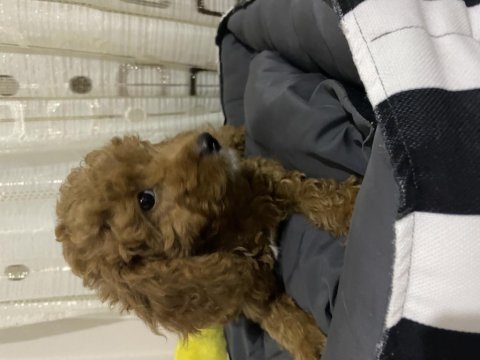 3 aylık poodle yeni yuva arıyor