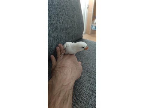 Cennet papağanı elle besleme