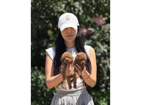 Orjinal teacup kore poodle bebekler 