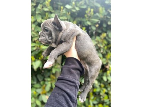 Balıkesir merkez french bulldog yavrular