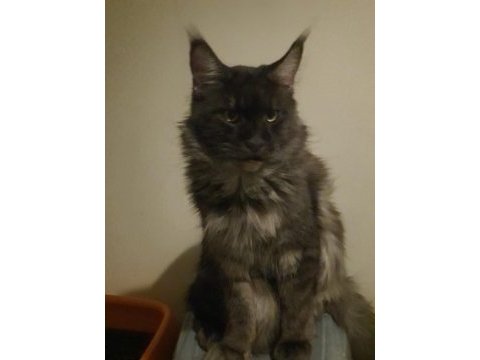 Maine coon 2 buçuk yaşında