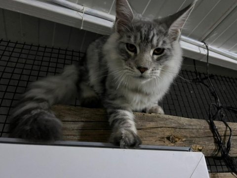 Erkek main coon