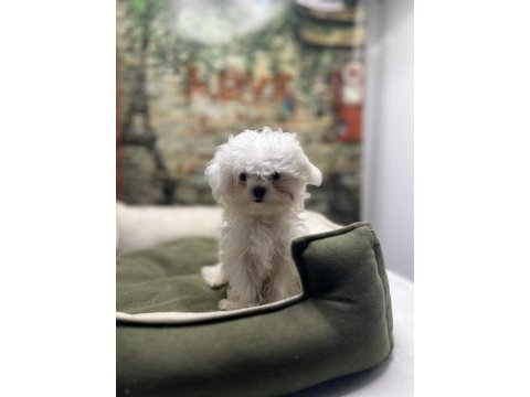 Kore kan teacup erkek maltese terrier yavrumuz