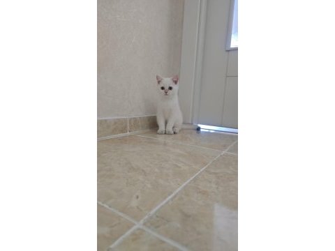 Anne baba full şecereli kedimiz