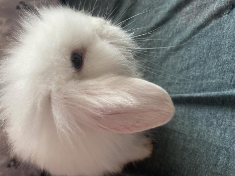 Hollanda lop 2 aylık dişi tavşan