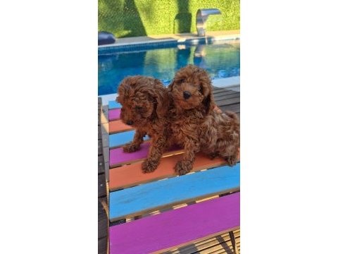 3 aylık safkan toy poodle bebeğimiz