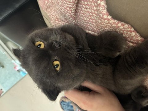 Sevimli scottish fold kedimiz yumak