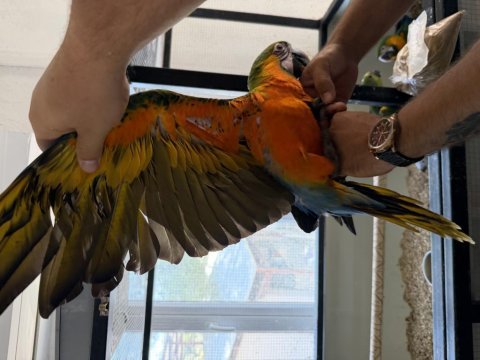 Resmi belgeli yavru catalina hibrit macaw papağanı