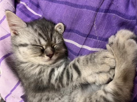 2 aylık dişi british longhair bebeğim
