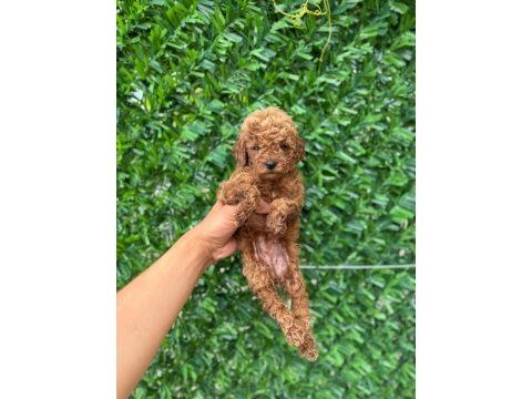 Safkan poodle bebekler