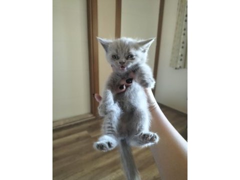 Mavi gözlü british shorthair yavrular sahiplendirilcektir