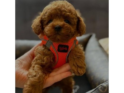 Red toy poodle mağazamızdan sizlere