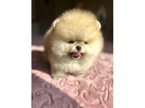Show class mühteşem pomeranian boo yavrular