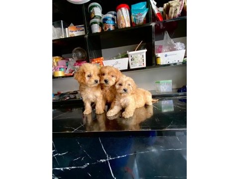 Irk ve sağlık garanti orjinal maltipoo bebeğimiz