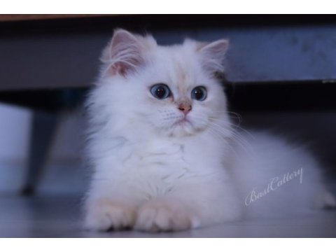 British longhair dişi