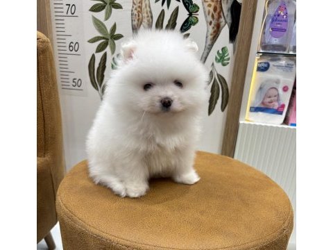 Pomeranian boo