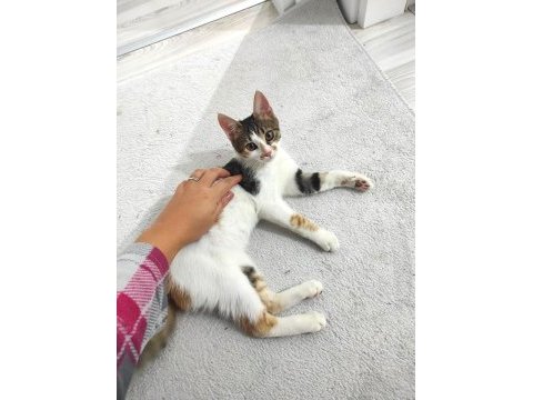 5 aylık dişi calico cinsi kedimiz iç dış paraziti yapıldı