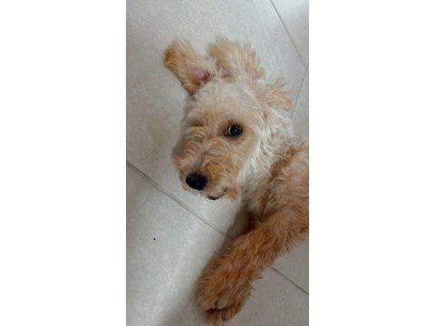 Tüm aşıları yapılmış maltipoo cinsi köpeğimiz