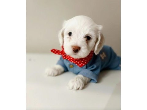 Teacup maltese bebişler