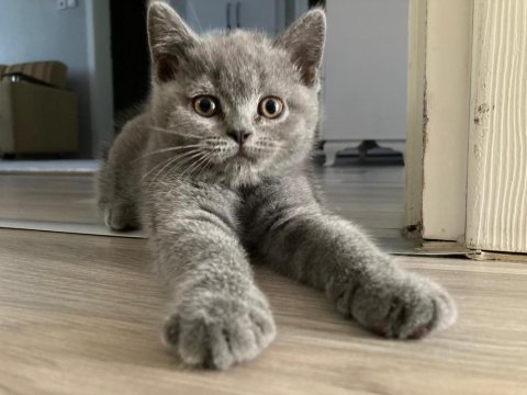 British shorthair