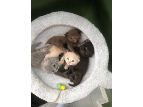 Rengarenk scottish fold yavrularımız sahiplerini bekliyor