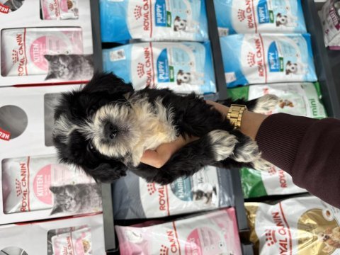 Dişi erkek maltipoo bebeklerimiz