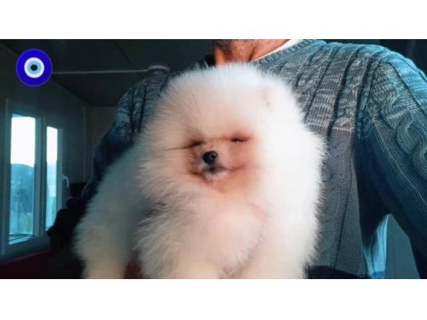 Orijinal pomeranian boo 3 aylık