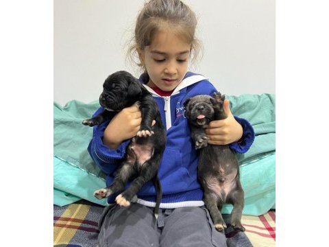 Safkan dev anne baba sıfır hata cane corso