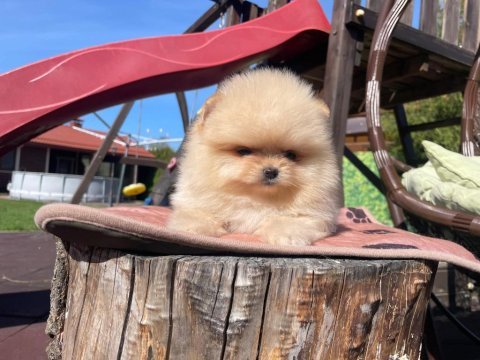 Teddy bear pomeranian yavruları