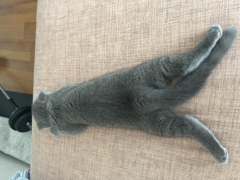 Scottish fold kedim 2,5 aylık