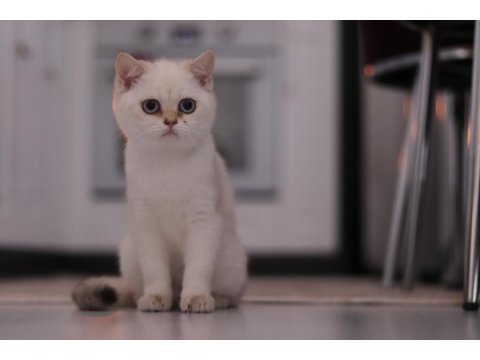 Şecereli safkan british shorthair ny1133 dişi yavru