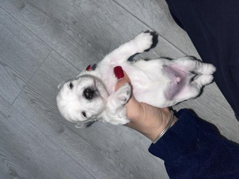 0 numara maltese köpeğimiz