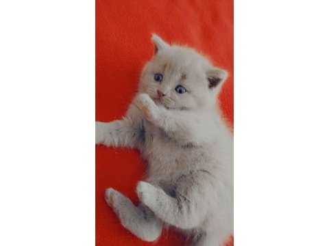 Yavru scottish fold