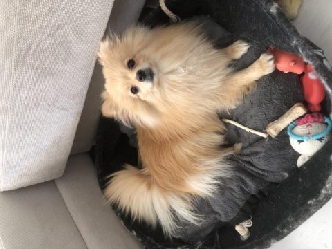 Ailevi sorunlar sebebi pomeranian boo